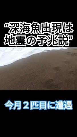 【地震と深海魚】2024年4月新潟県の海岸で2回遭遇#shorts