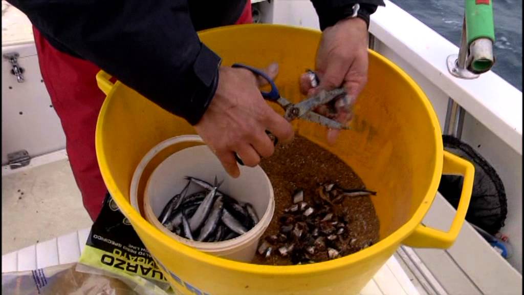 Italian Fishing Tv - Tubertini - Tanute de' Livorno