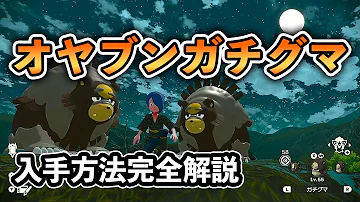 強い ガチグマのオヤブンの入手方法を生息地から進化方法まで全て解説します ポケモンレジェンズアルセウス 