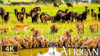 4K African Wildlife 🐾 Discovery Live Safari with Unbelievable Nature Moments Gentle Piano Reflection