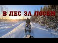 В ЛЕС ЗА ЛОСЕМ | ОХОТА НА ЛОСЯ | 2020