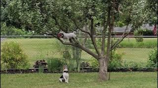 Jack Russell climbs a tree to get a ball