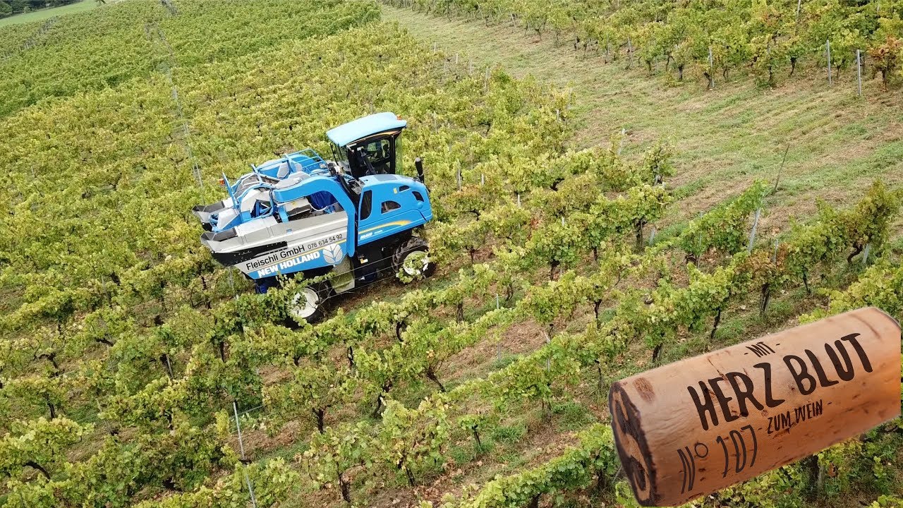Das erste mal mit dem Traubenvollernter | mit Herzblut zum Wein Vlog #107