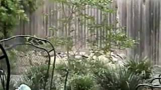 Easter April, 2001 on Hunters Brook.mp4