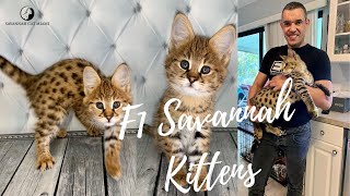 F1 Savannah Kittens For Sale in Ohio | Starting From $4000