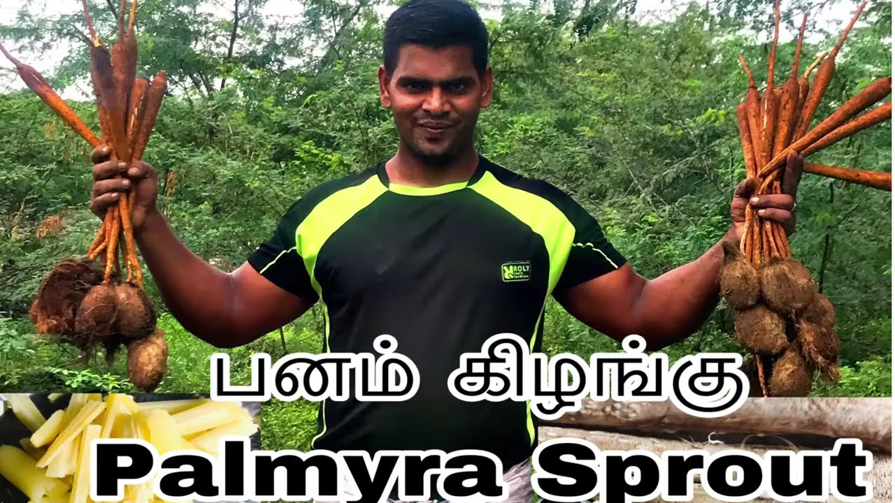 Palmyra sprout பனம் கிழங்கு Panam kizhangu My village My Food