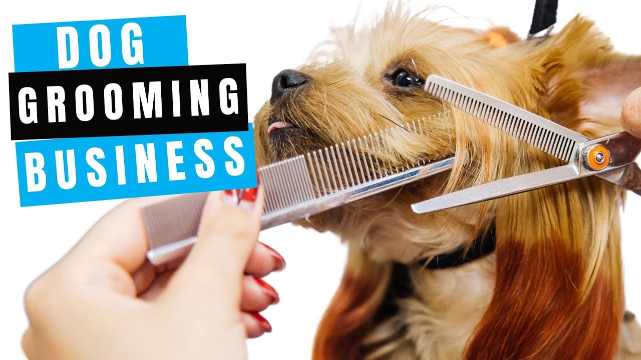 How To Start A Dog Grooming Business Plus A Free Start Up Guide YouTube How To Start A Dog Grooming Business Plus A Free Start Up Guide YouTube