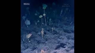 The glass sponges in this underwater forest can live up to 10,000 years screenshot 5