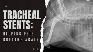 Understanding Tracheal Collapse in Dogs and Tracheal Stents