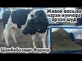 НАРХИ КУНЧОРА ВА ЖИВОЙ ВЕСЬ АРЗОН ШУД ШАНБЕБОЗОРИ ФАРХОР  23 октября 2021 г.