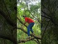 in order to get a bird to climb the trunk  the tree of spirit#shortvideo #fyp