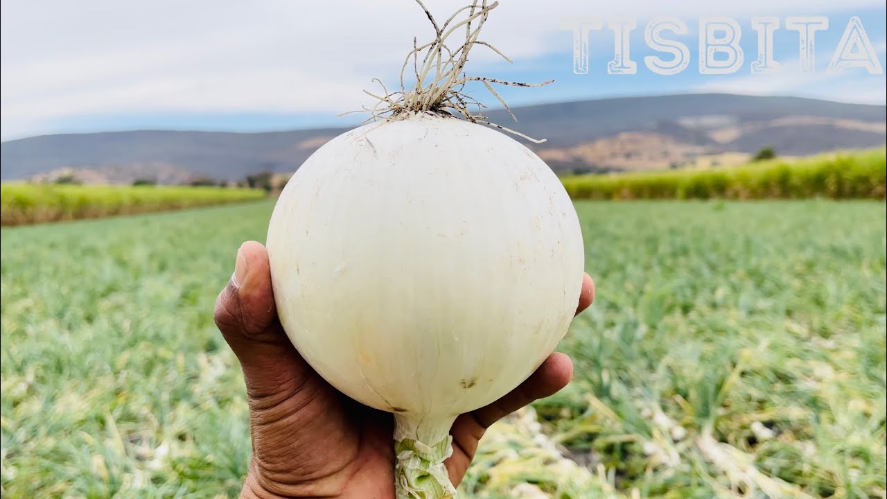 CULTIVO DE CEBOLLA COSECHA CORTE ARPILLADA Y DISTRIBUCIÓN DE LA CEBOLLA
