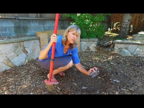 Video: Budworm Control: Wie man Knospenwürmer auf Rosen loswird