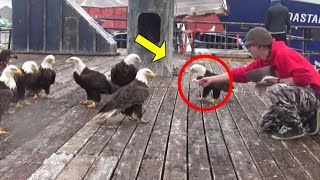 The Man Was Surrounded by Eagles. What Happens Next Will Melt Your Heart!