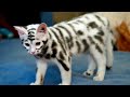 15 very expensive and rare cat breeds の動画、YouTube動画。