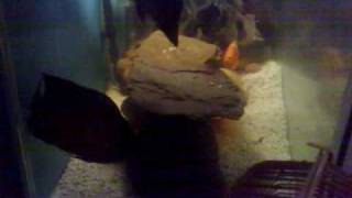OSCAR V.S. RED DEVIL - ROUND 2.mp4