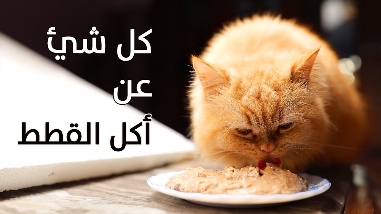 اكل القطط من البيت ( أكلات مفيدة للقطط وأكلات سامة إحذروها )