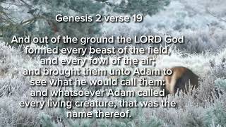 Genesis 2 verse 19