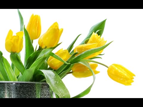 Video: Hoa Tulip Vàng