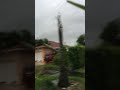 Palm tree lands on a roof! Hurricane Irma