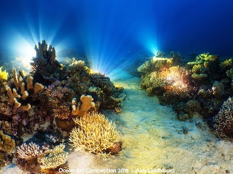 Финалисты конкурса подводной фотографии Ocean Art 2018