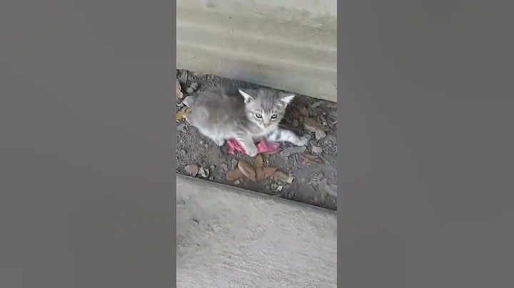 A cat yelling