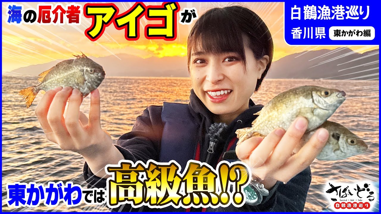 海の厄介者アイゴがまさかの絶品高級魚!? 濃厚な肝×白鶴まるの相性もヤバすぎた！【白鶴漁港めぐり 香川県東かがわ編】