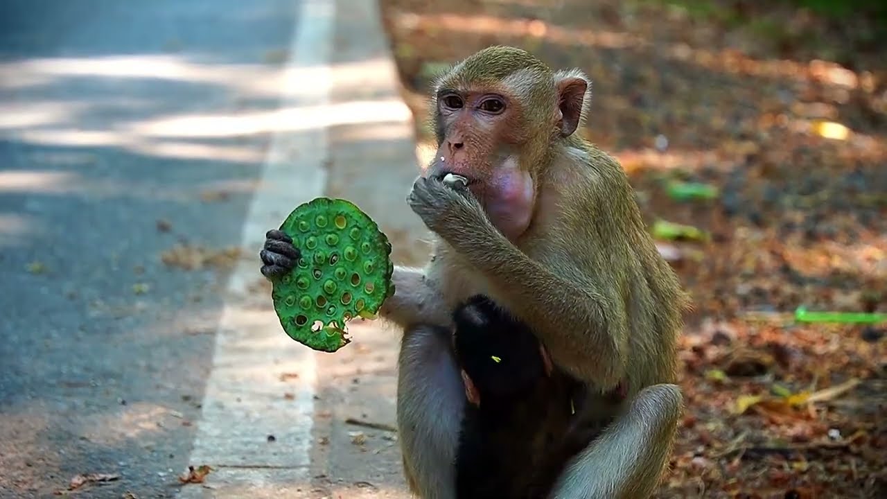 Feeding Mom Monkey Elpida With Eviana Feb 03,2026