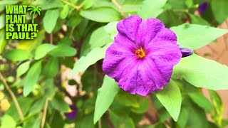 PURPLE FLOWER POTATO BUSH Brings COLOR to your GARDEN from SUMMER through FALL
