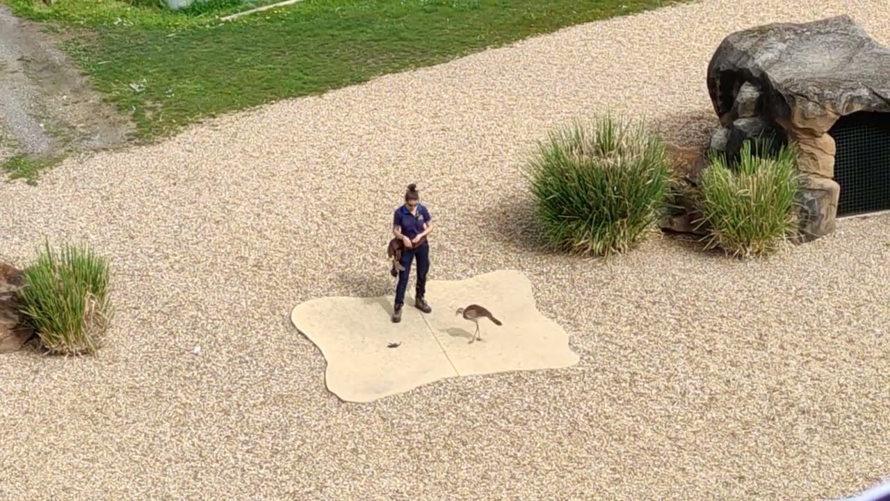 les maîtres des airs zoo de Beauval