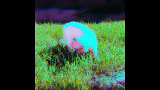 Full immui - afterlife.exe (Full EP) [Breakcore] Update
