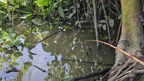 Tập 77 : tôi ngồi gốc cây chờ cá lớn cắn câu