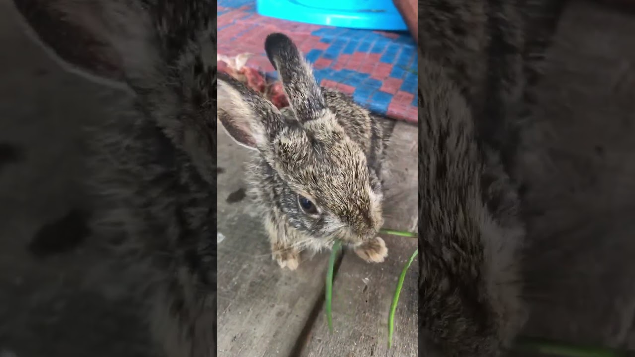 Wild Rabbits Village Nepal || Gangali Kharayo || Ghas Khadai