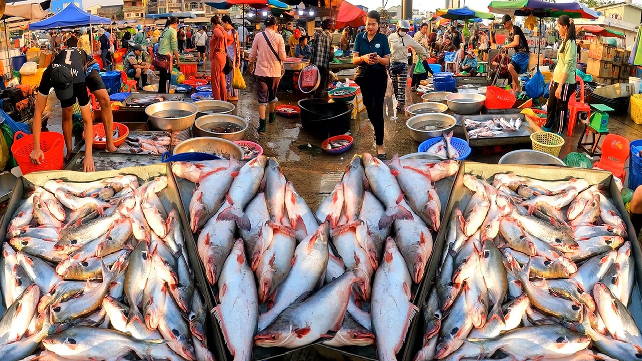 Cambodia River Fish Distribution Market, Abundant Freshwater Fish and Fresh Food Markets, Dessert