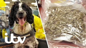 Does TSA have drug sniffing dogs?