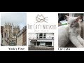 First cat caf in york the cats whiskers visit may 2019