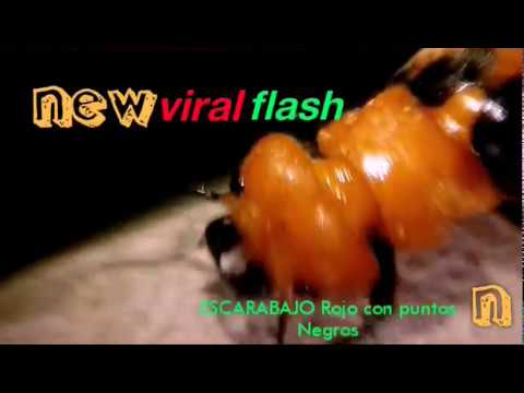 Video: ¿Cómo se llama el escarabajo rojo con puntos negros?