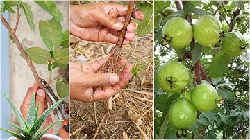 Unique​ Technique : Grafting Guava Tree Using Aloe Vera Growing Faster and Has Many Fruits