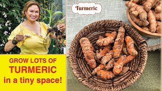 How to GROW TURMERIC ROOT in SMALL GARDEN (Tumeric HALDI ) Shirley Bovshow  Foodie Gardener™