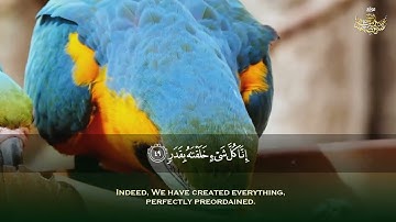 سورة القمر والرحمن 💚 من أروع ما جود الشيخ عبد الباسط عبد الصمد - Sheikh Abdulbasit Abdussamad