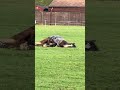 #kyrgyzstan #england #chichester #horse