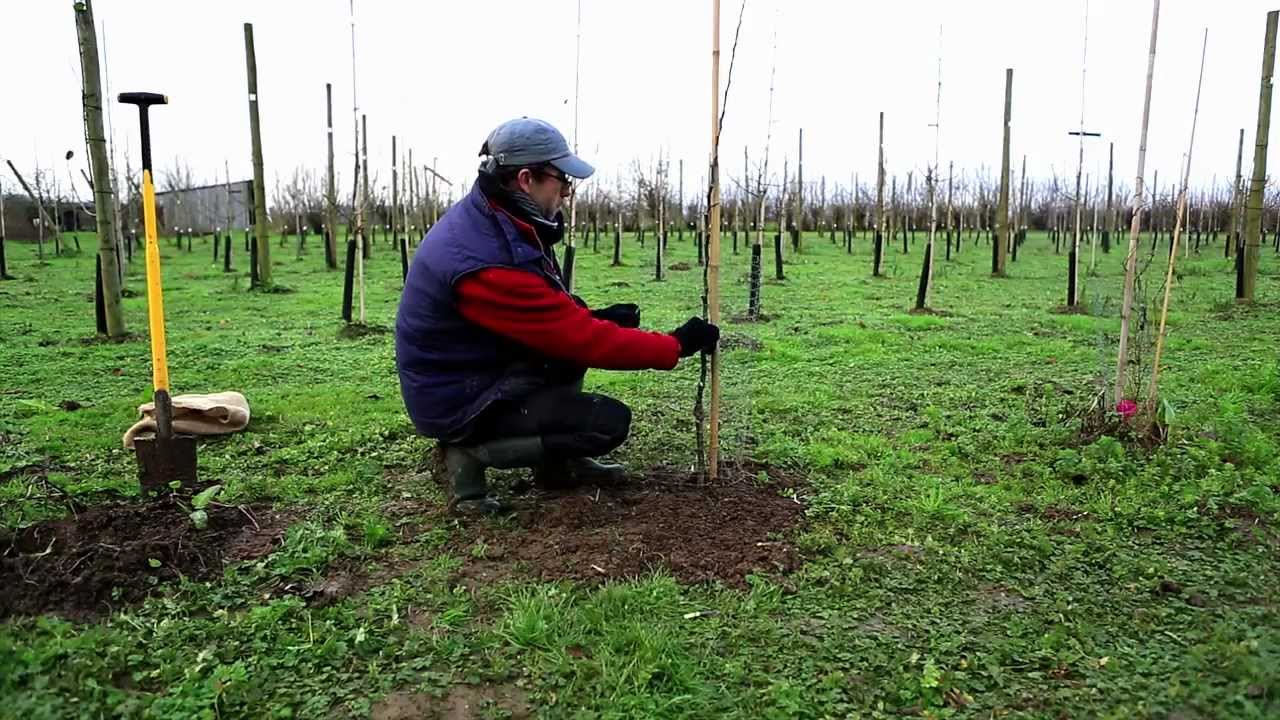 comment planter un arbre