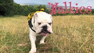 Lincoln's early morning walk | ENGLISH BULLDOG