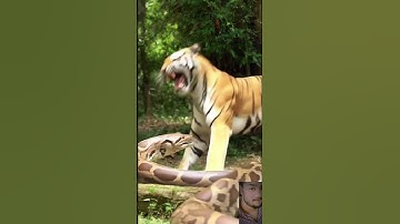 Tiger vs Python  Jungle Showdown You Can’t Miss #animalencounter #tiger #python #tigervspythonfight