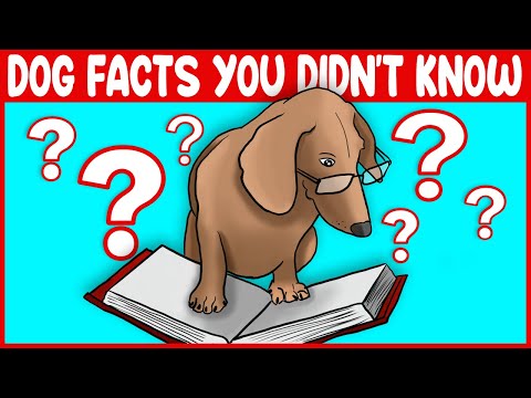 Video: Tanya A Vet: Kenapa Anjing Mendapat Bacon Dan Apa yang Anda Perlu Tahu