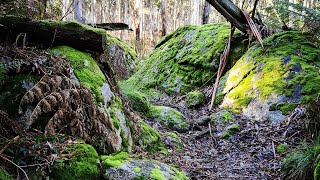 A Little Gem - 21Km Beeripmo Walk - Mt Cole State Forest July 2021