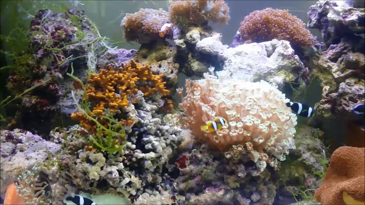 camera iphone 8 plus apk 人工混種黃腹黑鞍背小丑Yellow Belly Black Saddleback Anemonefish（Captive-Bred,Hybrid）