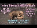 旭山動物園　イトにはちょっと甘いオリト　レイ・フウの頭を抱いてスリスリするオリト イオちゃんとの関係も良好です オリト＆イオちゃんファミリー Orito & Io family