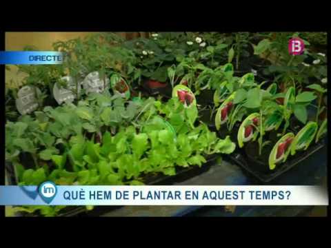 Vídeo: Com Cultivar Un Auró? 19 Fotos Com Plantar Llavors I Cultivar-les Al Camp Obert? Plantar Un Auró Des D’una Branca, Fer Créixer Les Regles