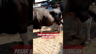 PASAR SAPI TUBAN KEDATANGAN SAPI BALI JUMBO! #shorts #shortvideo #viral #feedshorts